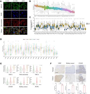 The role of ARL4C in predicting prognosis and immunotherapy drug susceptibility in pan-cancer analysis